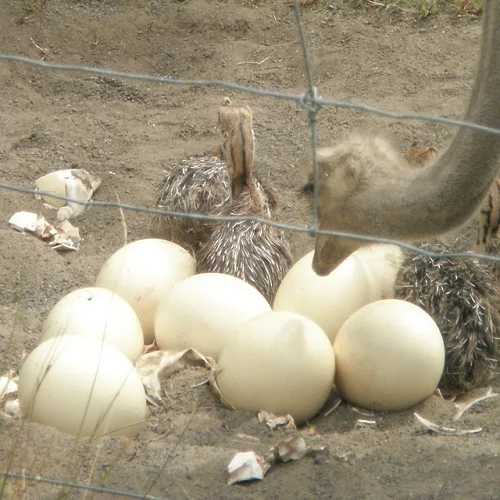 Страусиные яйца/удобрённые страусиные яйца для продажи/Страусиные цыплята