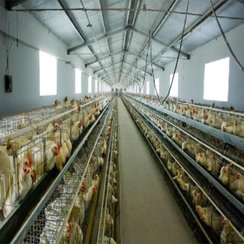 Low Cost Customized Commercial Steel Structure Broiler House Poultry Farm Chicken Building