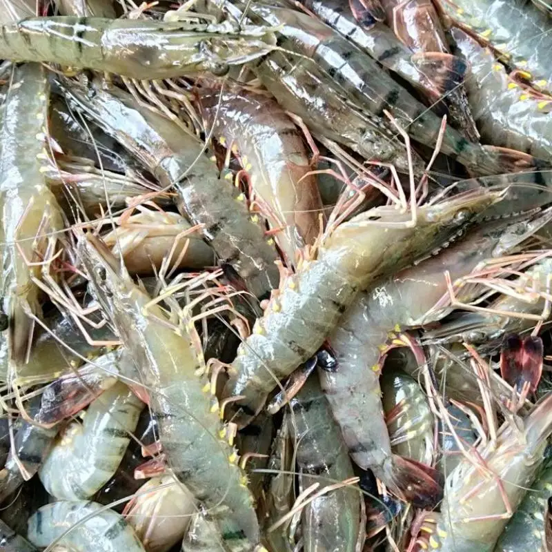 live black tiger shrimp for sale