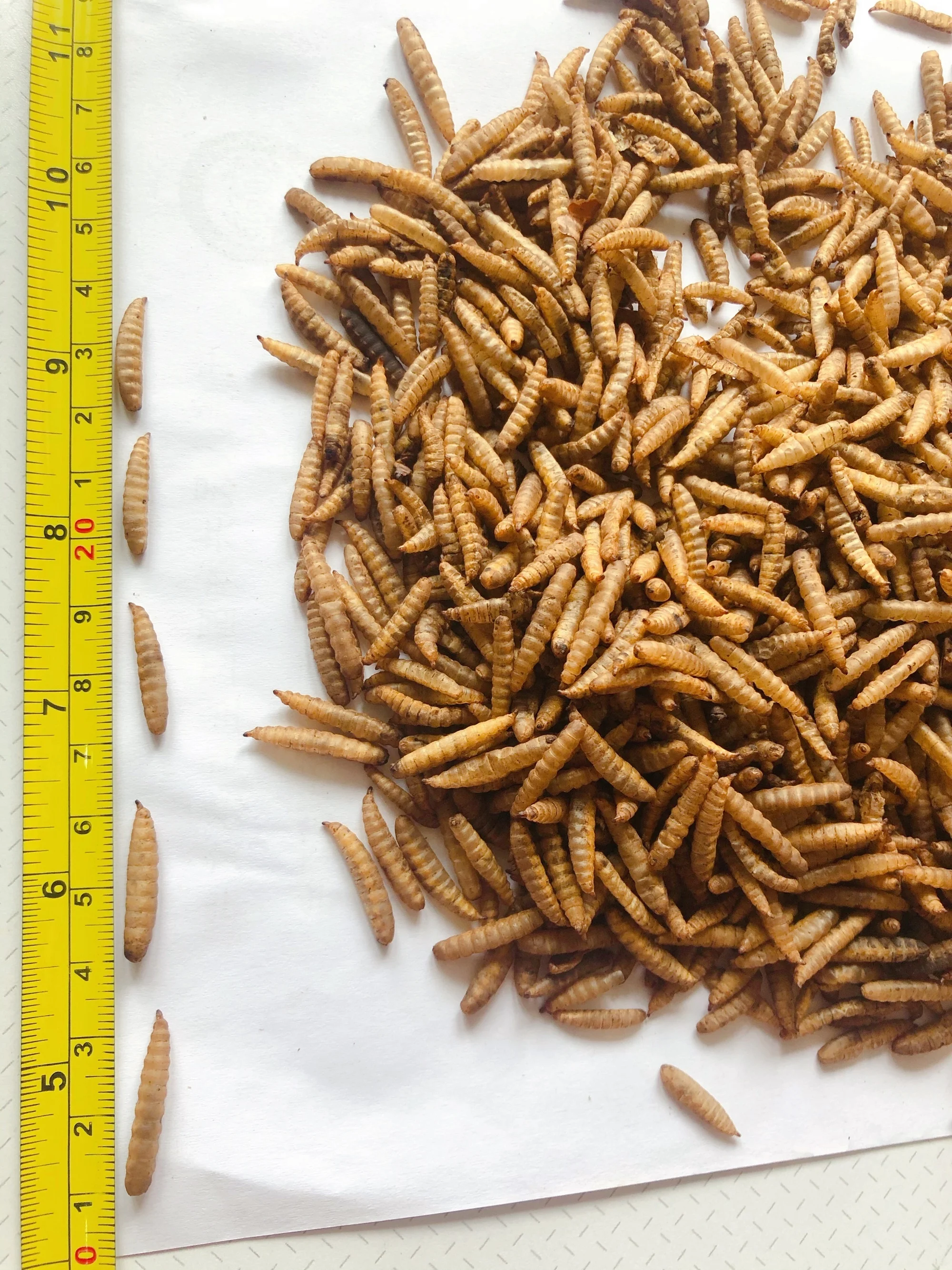 High Protein Animal Feed Dried Mealworm Black Soldier Fly Larvae Buy Shrimp Larva,Shrimp Larva