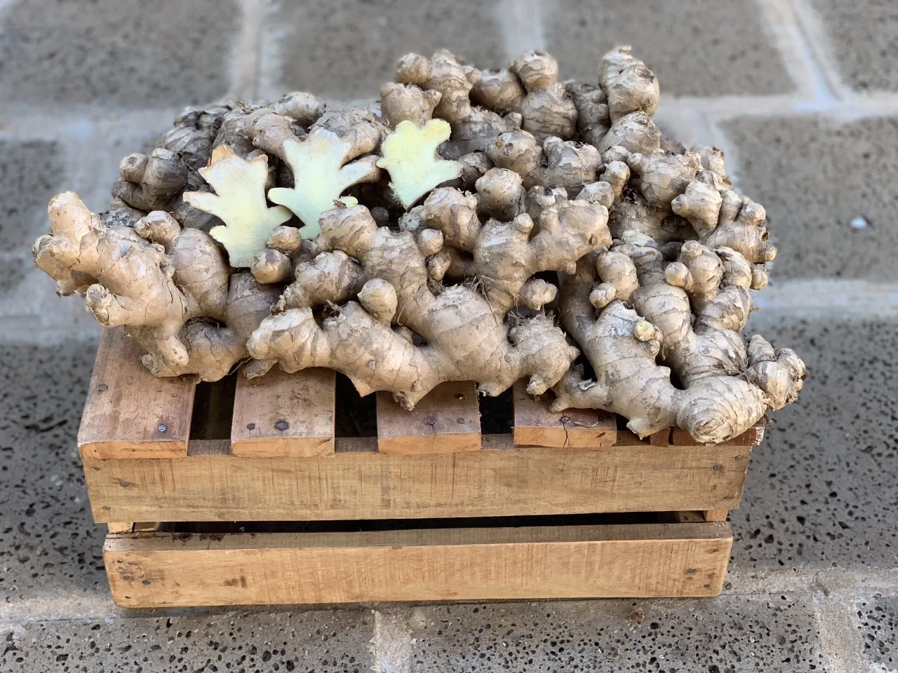 High Quality Fresh Elephant Ginger From Vietnam 2022 Fresh Ginger