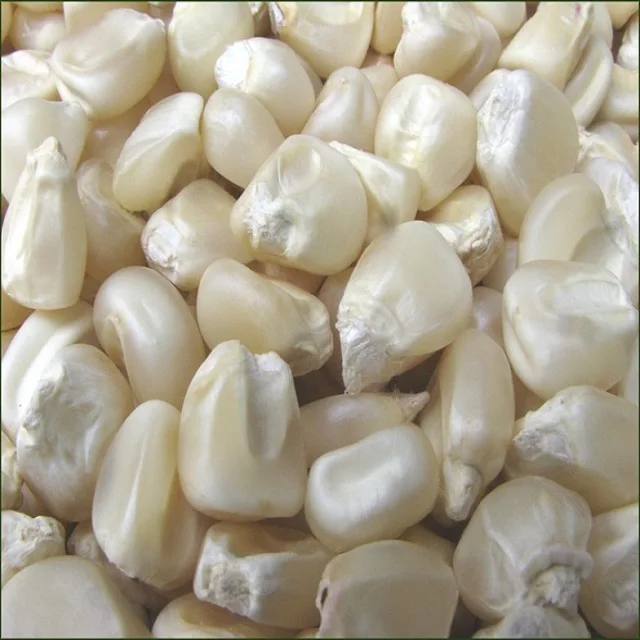 White Corn Non-Gmo (White Maize), White Corn Maize Suppliers, Exporters on Global Sources