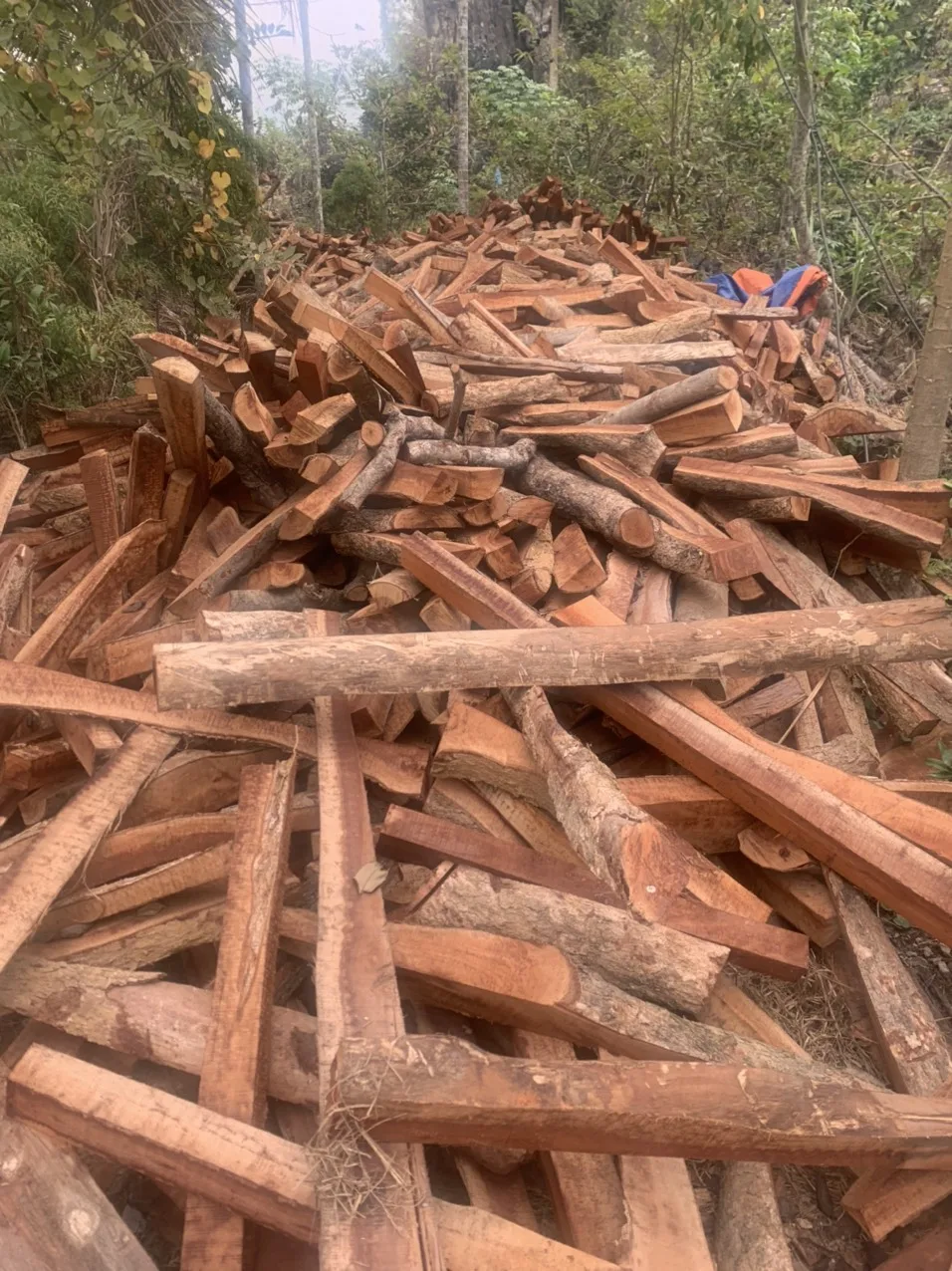 LOGAN-KAYA-ACACIA дерево высокого качества из вьетнама для