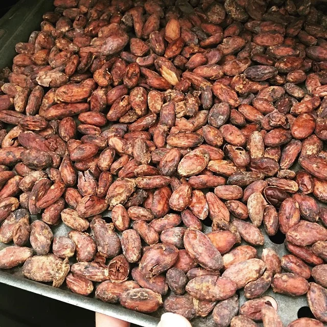 Dried Grade 1Cocoa/ Cacao/ Chocolate Bean