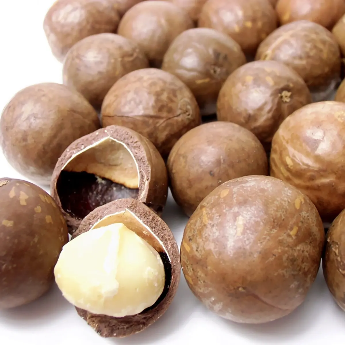 macadamia nuts raw organic quality size dried