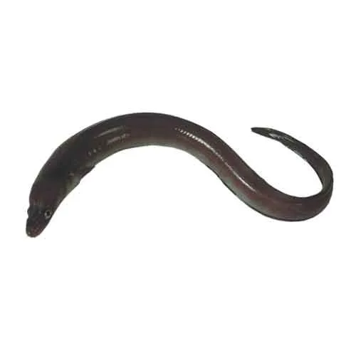Fresh Water Live Eel Anguilla Bicolor Bicolor Japonica Anguilla Buy Live And Frozen Eels Frozen Fresh Eel Eel Fish For Sale Product On Alibaba Com