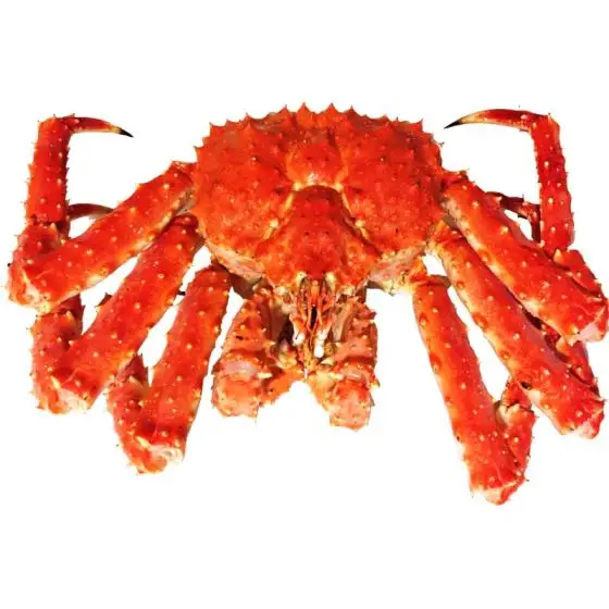 live red king crab