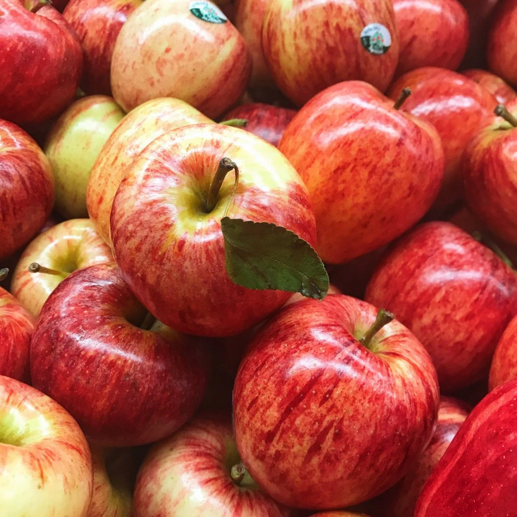 fresh apple applefresh chinese fresh red fuji apple