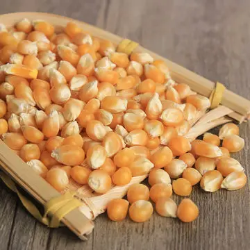 Pemasok Harga Jagung Kuning Jumlah Teratas Tersedia Biji Jagung Manis Kuning Dalam Jumlah Besar Buy Ketan Benih Jagung Kapas Biji Dalam Jumlah Besar Bidang Benih Jagung Product On Alibaba Com