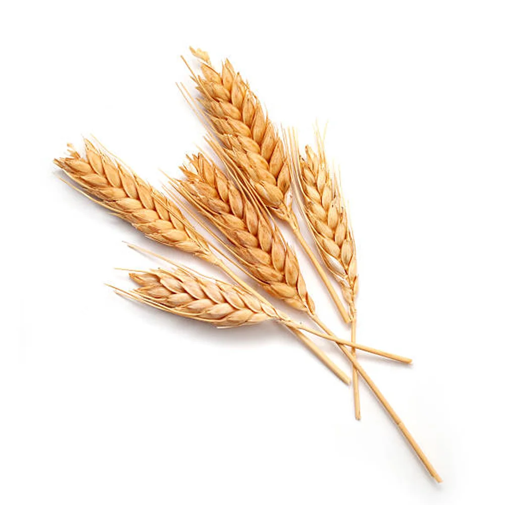 乌克兰优质小麦2级 3级 6级 Buy 粒小麦规范 酒醅 小麦籽粒出售product On Alibaba Com