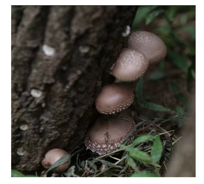 Уксус пермана 500 мл, лучший корейский полезный фруктовый экстракт, напиток, сушеный и консервированный продукт уксуса пермана