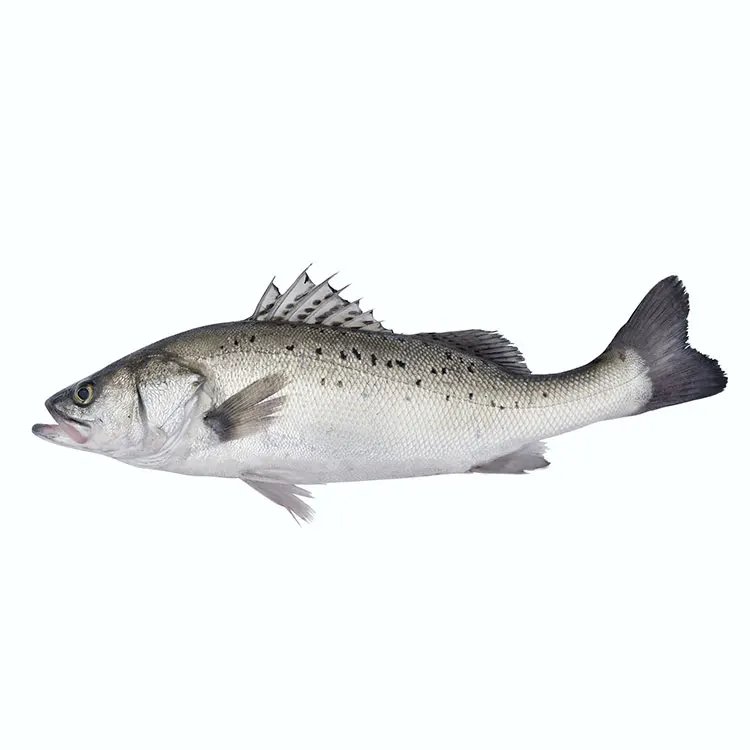 Frozen Whole Round Ribbon Fish Sea Bass Whole Sea Foods Frozen Fish Buy Frozen Tilapia Fish Whole Round With Wholesale Price Frozen Pacific Saury Pike Mackerel Saury Sanma Fish Ribbon Fish Frozen Round