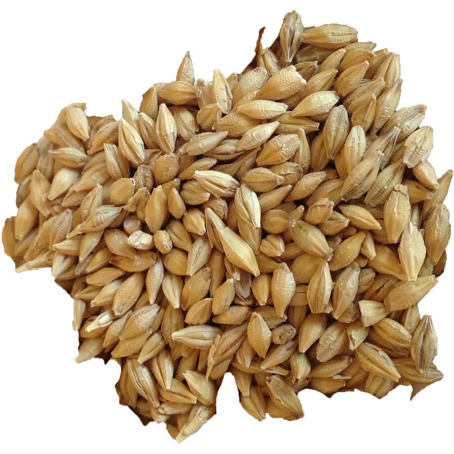 Barley For Sale Feed Barley And Barley Seeds For Sale High Quality Barley Grains For Animal Feed Bulk Barley Grains Buy Feed Barley For Sale Bulk Barley Grain Green Barley Seeds Product On Alibaba Com