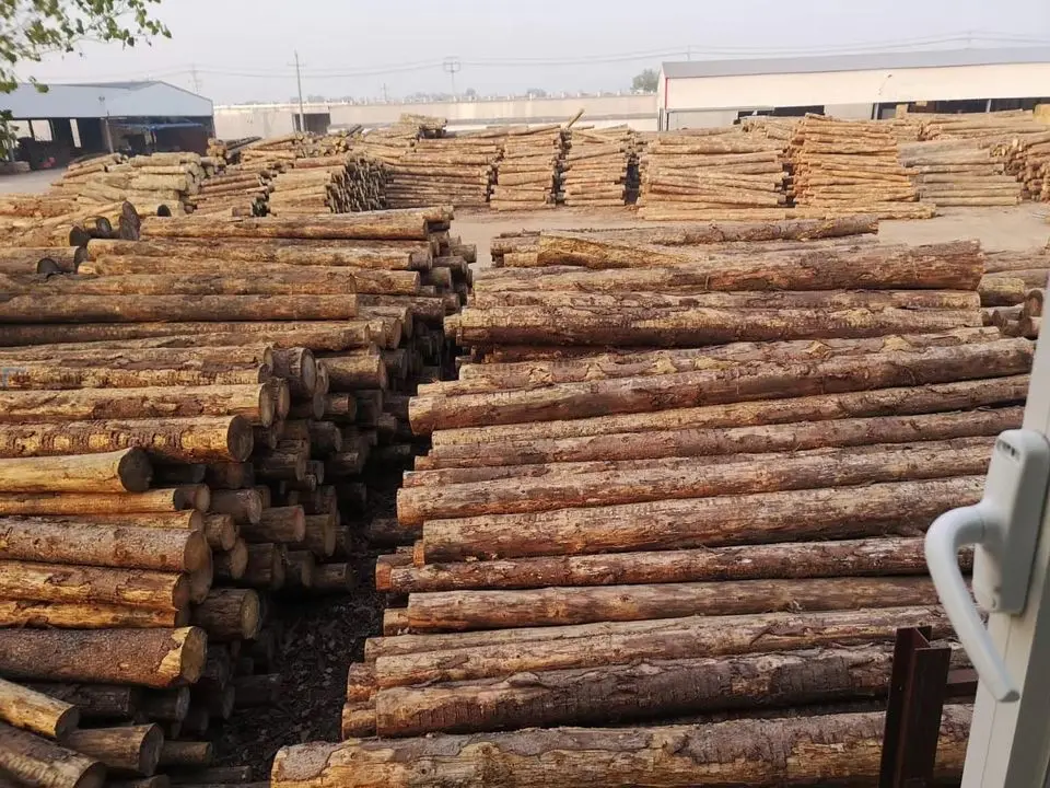 Cheap Pine Wood Logs Make Sawn Timber Original From Viet Nam Buy