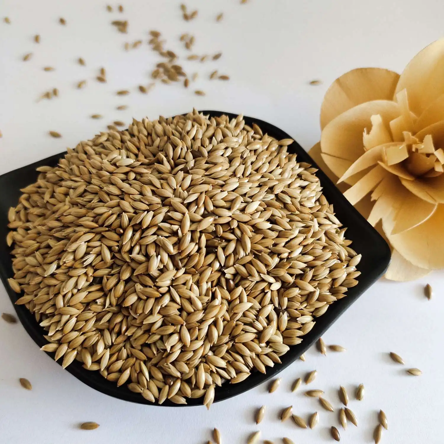 canary seed suppliers