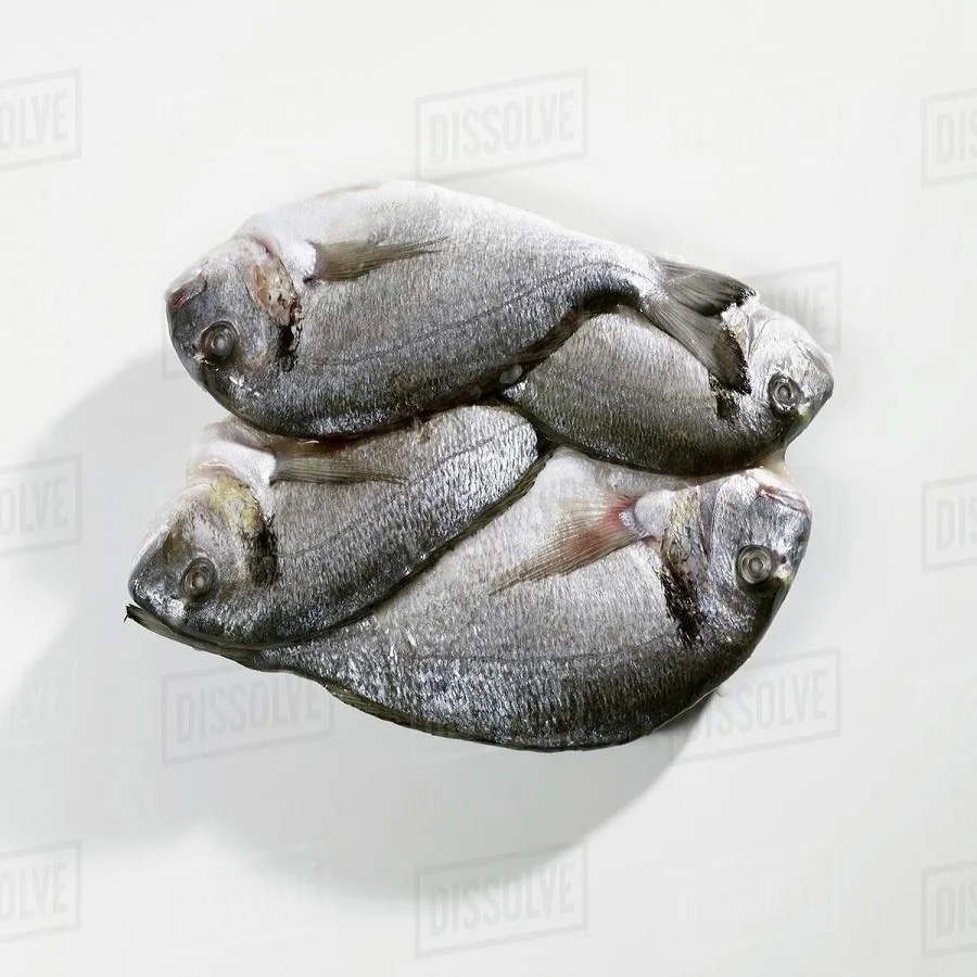 best price fresh & frozen sea bream fish from our farms in
