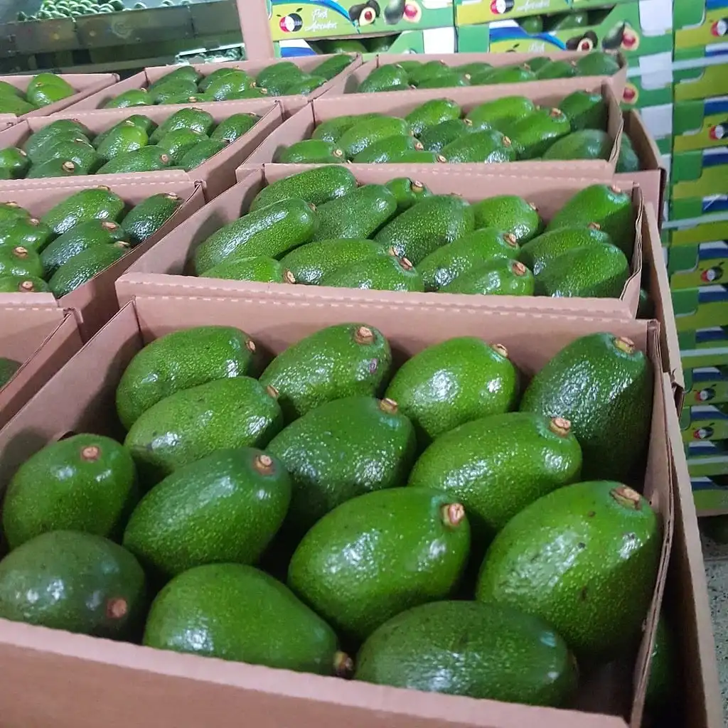 Hass Avocados For Sale - Buy Frozen Avocado Fresh Avocados Hass Avocado ...