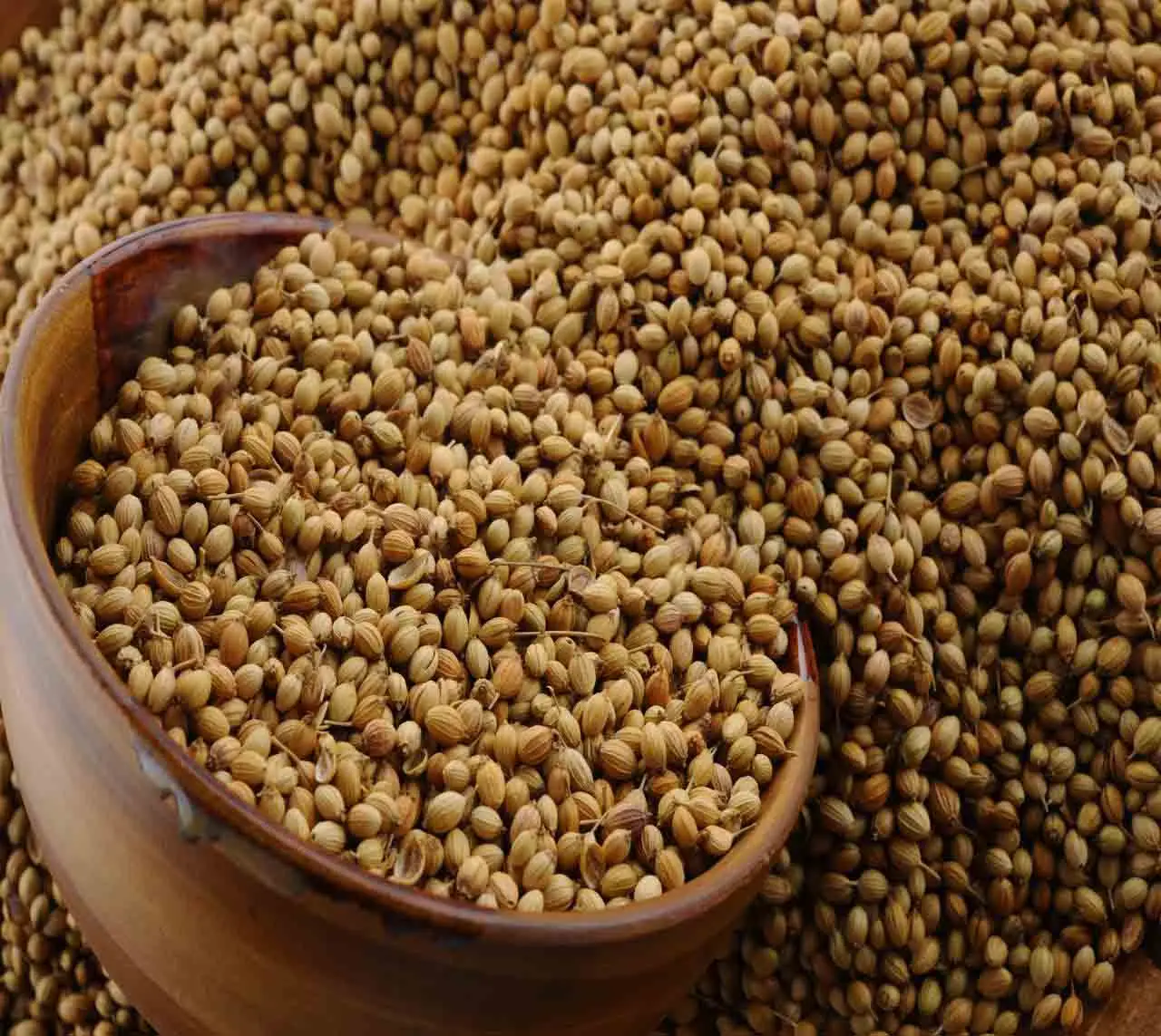 coriander seeds图片