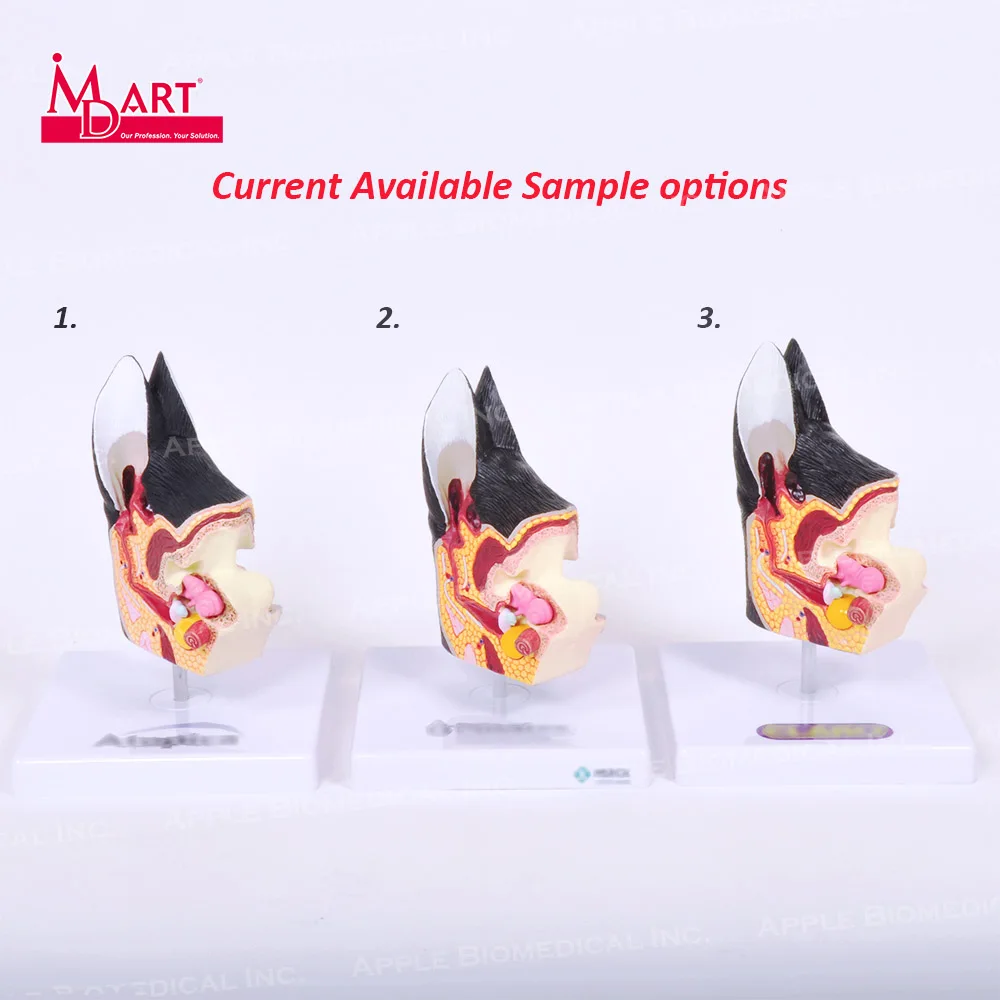 Распродажа образцов здоровых моделей canine ear с воспалением в разных местах