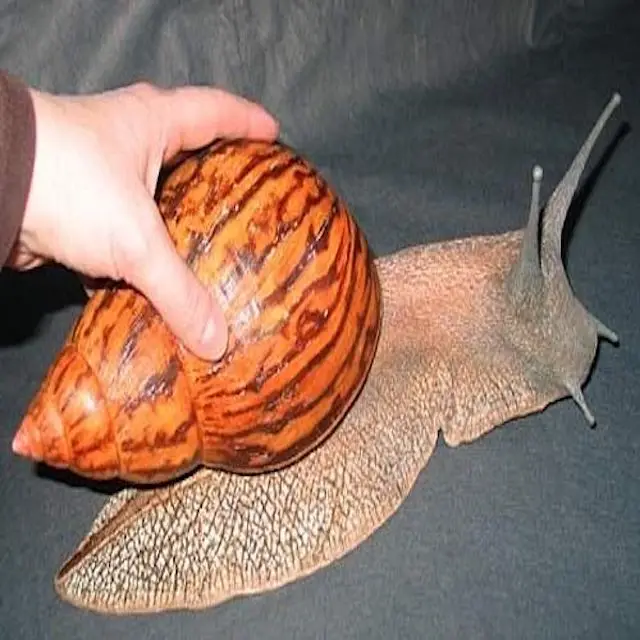 2021 Sales Cheapest Price Arrival Fresh African Giant Snails/frozen