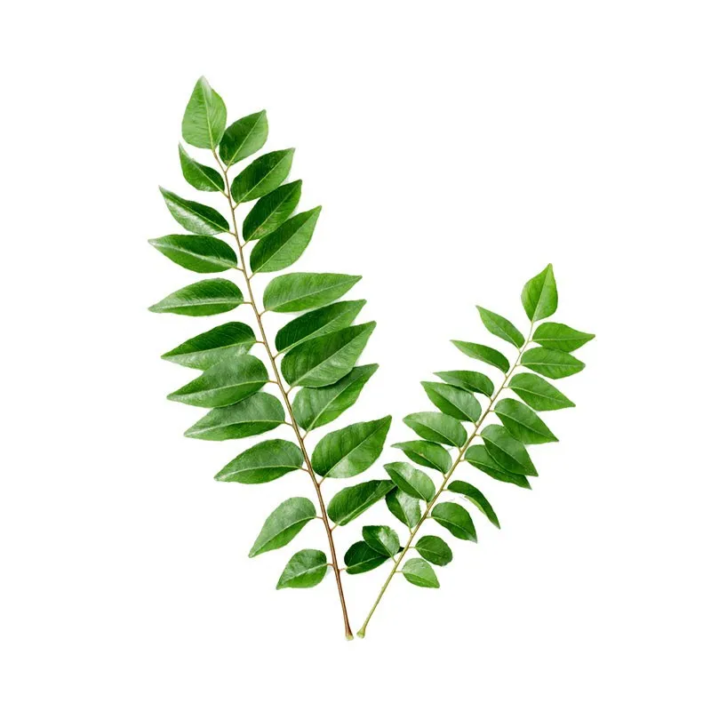 Khasiat Daun Koja Atasi Anemia Hingga Penyubur Cepat Hamil Semua Halaman Grid Health