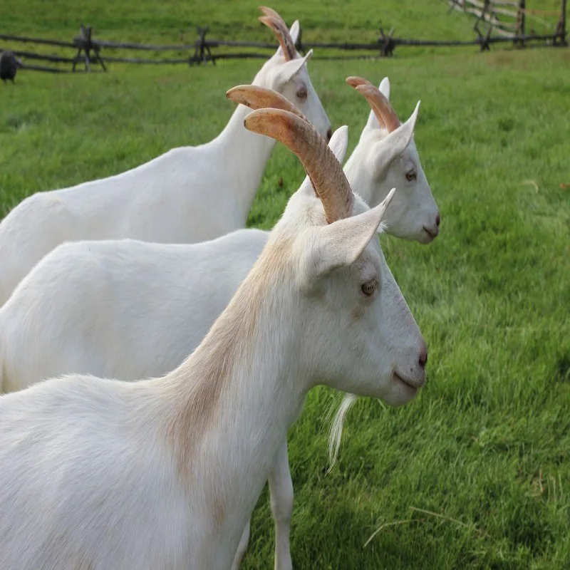 saanen goat ,..jpg