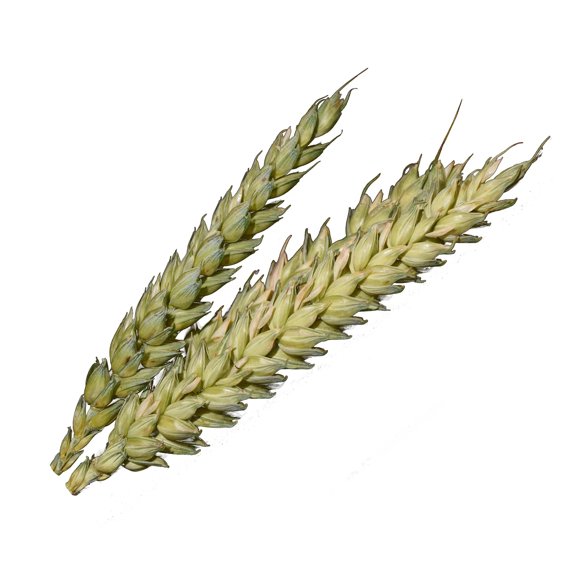 High Quality Natural Organic Wheat