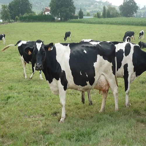 Pregnant Holstein Heifer Cows, Friesian Cattle and Other Live Cattle for Sale