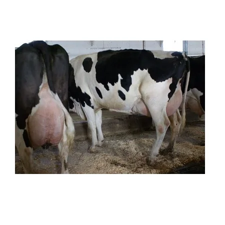 Live Dairy Cows And Pregnant Holstein Heifers Cow Buy Holstein Cow For Sale Holstein Cow For Sale Dairy Farming Cows Product On Alibaba Com