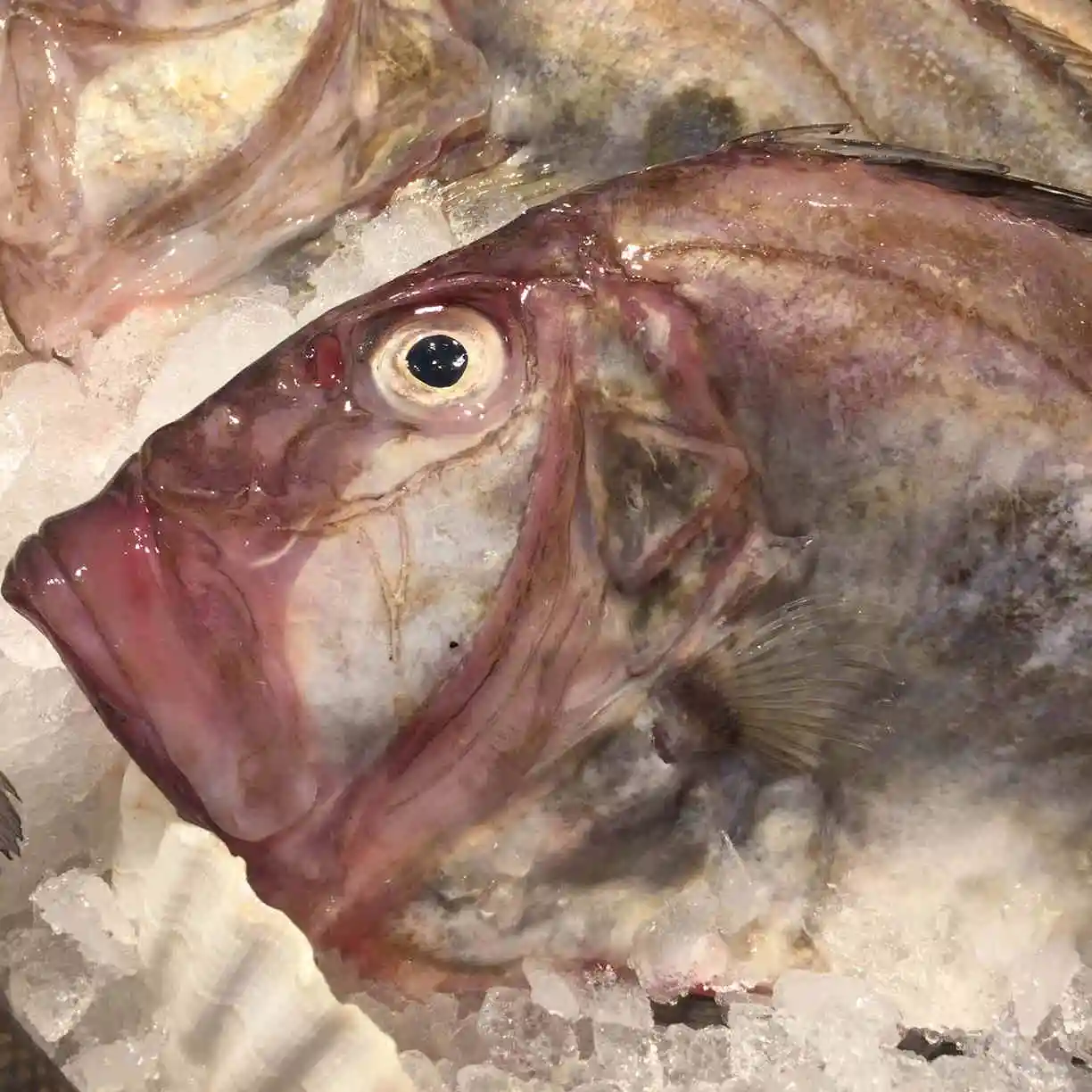 冷冻john Dory鱼片质量好冷冻john Dory Fillet出售- Buy John Dory