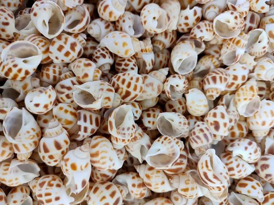 Polished/ Raw Seashells Abalone Shells Snail Shells Art Shells From The Beach Of Vietnam