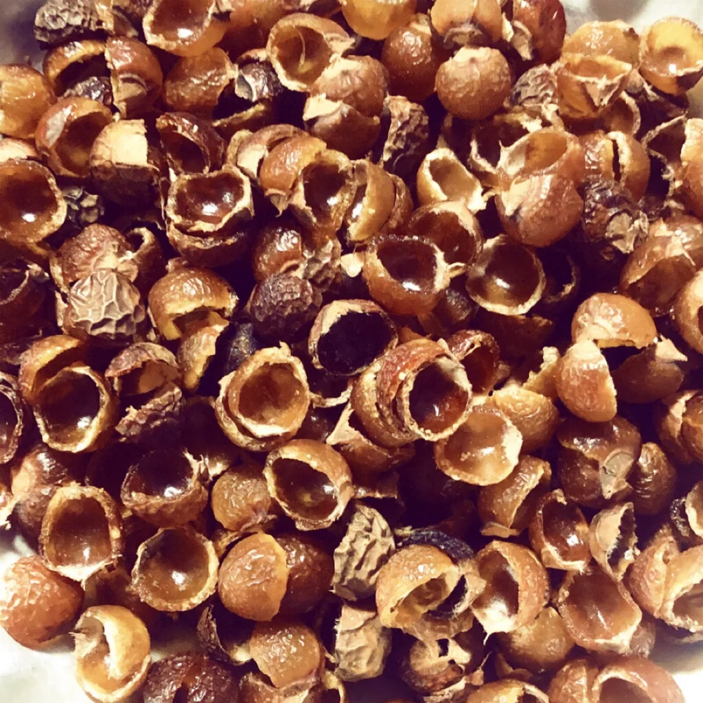 High Quality Seedless Soap Nuts Buy Soap Nut Oil,Soap Nut Extract