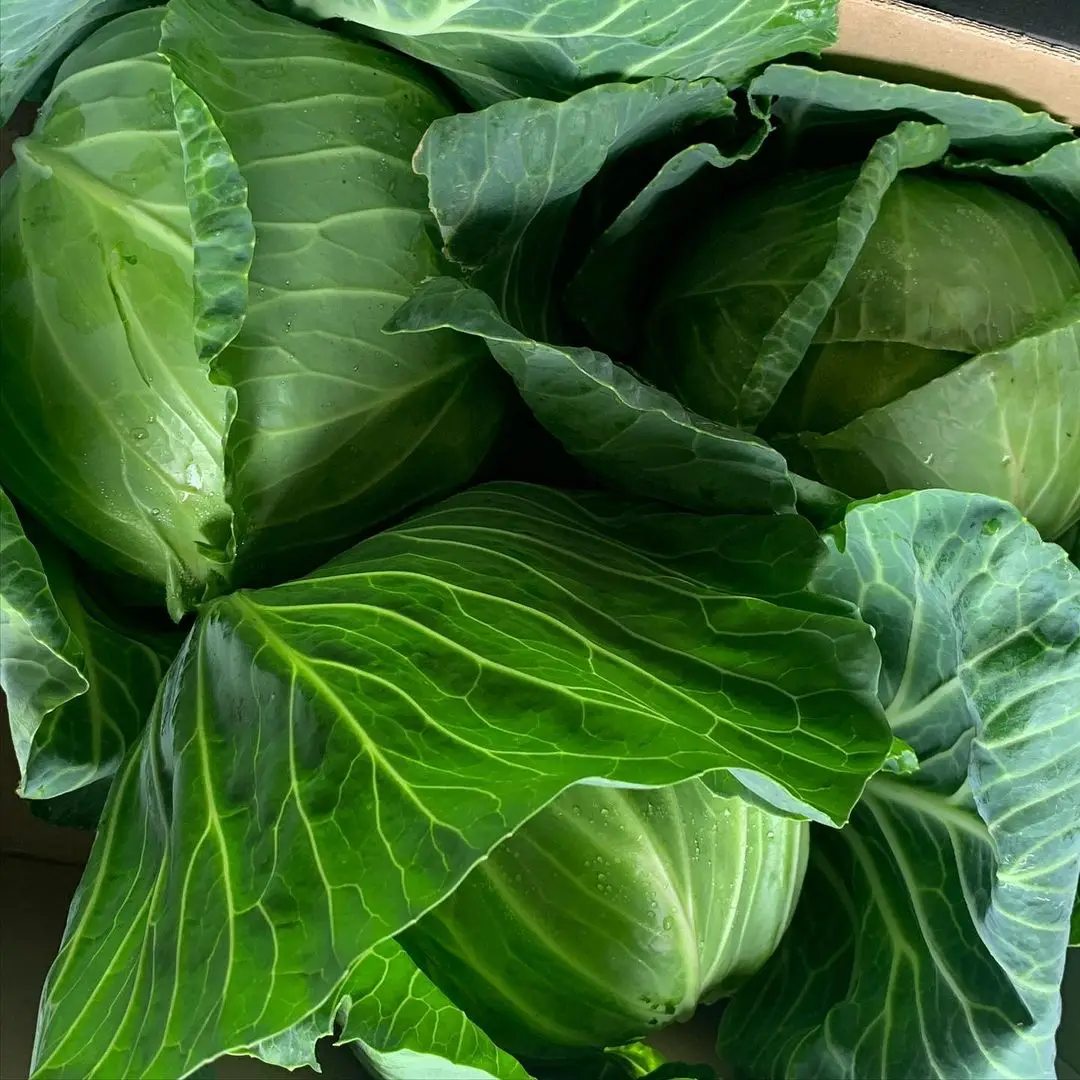 fresh napa chinese cabbage for sale
