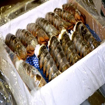 CHEAP FROZEN LOBSTER / FROZEN LOBSTER TAIL / FRESH LIVE LOBSTER