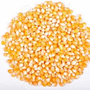 corn for sale.jpg