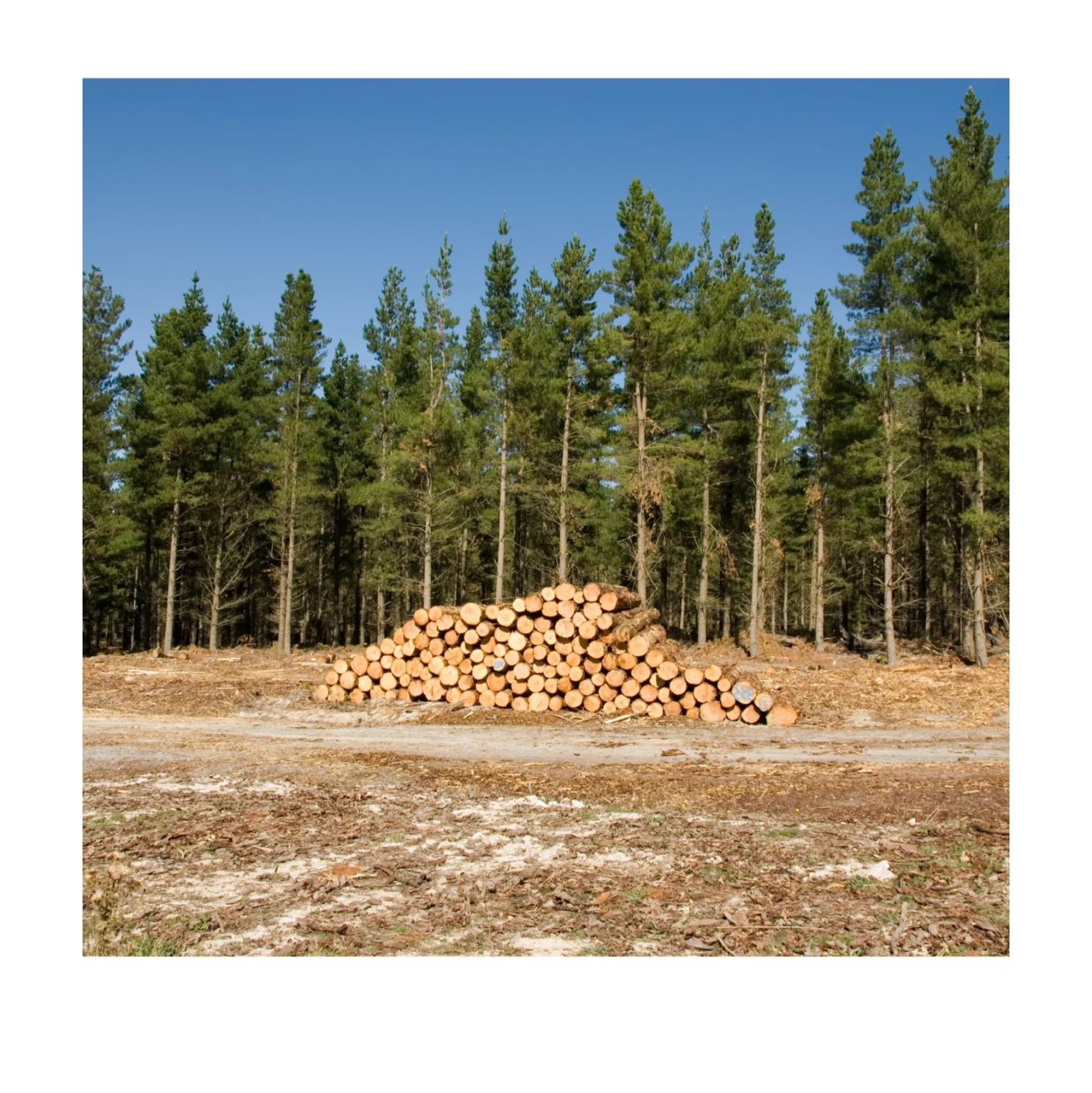 Inflammable Yellow Pine Wood Logs and Pellets for Sale - EN Plus A1 Class, 15kg Bags, Pinus Sylvestris, Sustainable Sourced