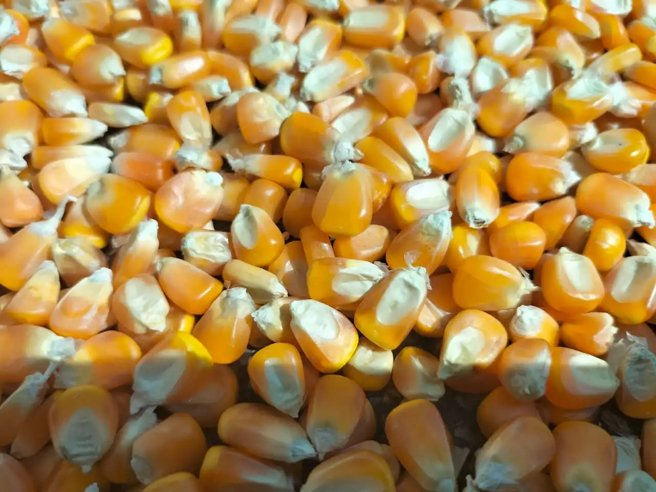 Best Quality Yellow Corn/maize For Animal Feed Cattle Feed Yellow Maize