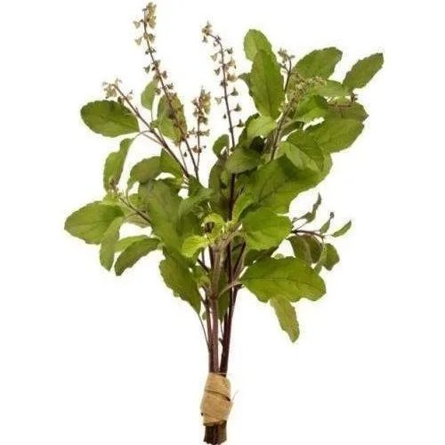 holy basil leaf tulsi leaves / ms hana 0084 901 006 904 - buy