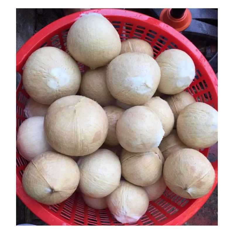 Кокос спорт. Шампиньоны в Москве. Грузинский шампиньон КАМАЗ. Выращивание шампиньон в упаковке продажа. Шампеньен продукция Калининград.