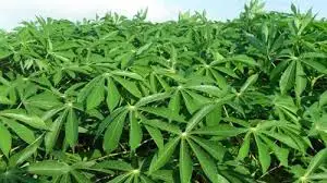 Дешевая цена на свежую маниоку из Вьетнама