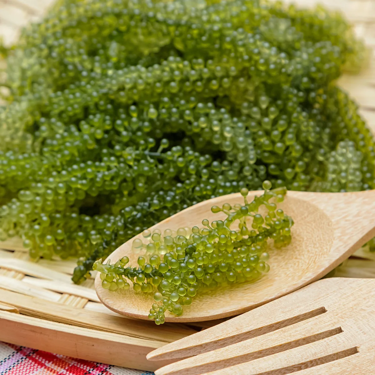 Natural Sea Grapes / Green Caviar / Lato Salt Seaweed Origin In Vietnam ...