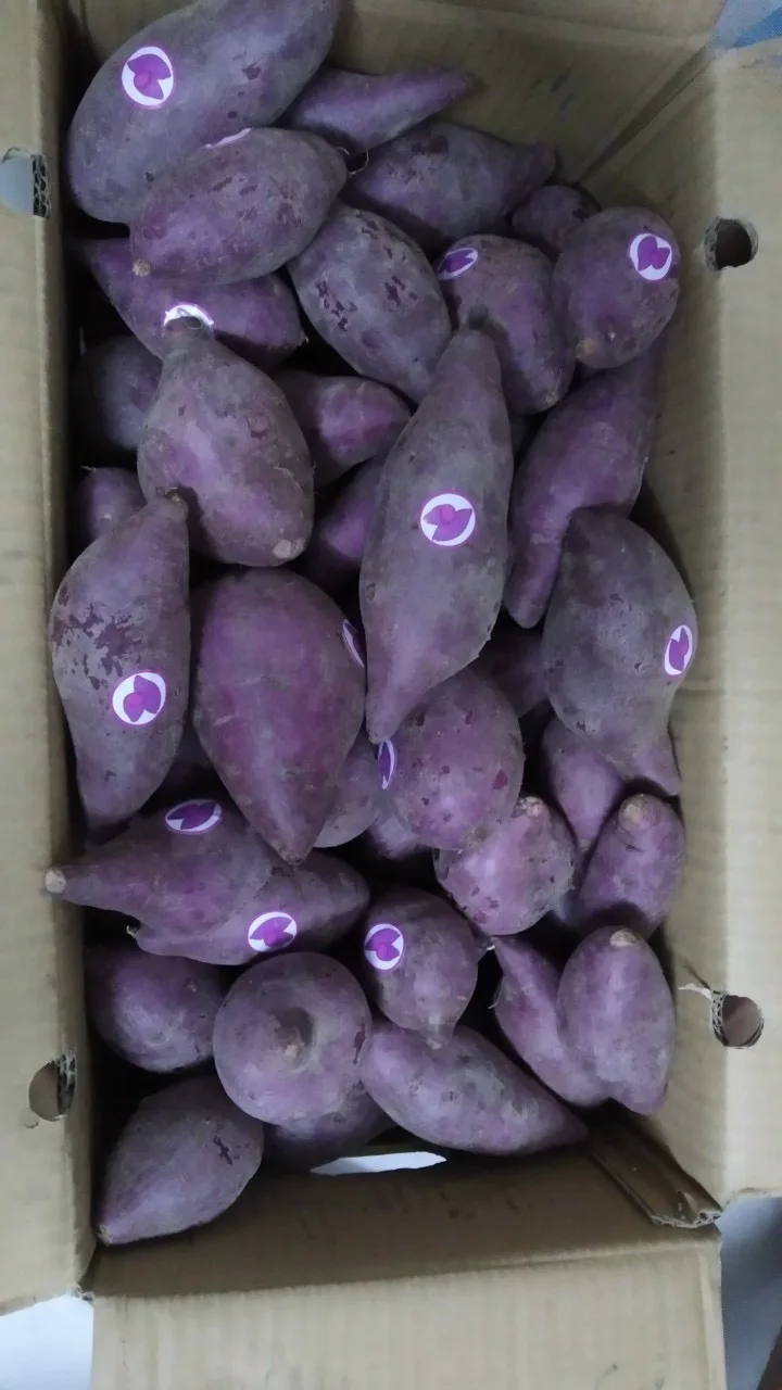 Vietnam Purple Sweet Potato - MS LAURA Export Standard