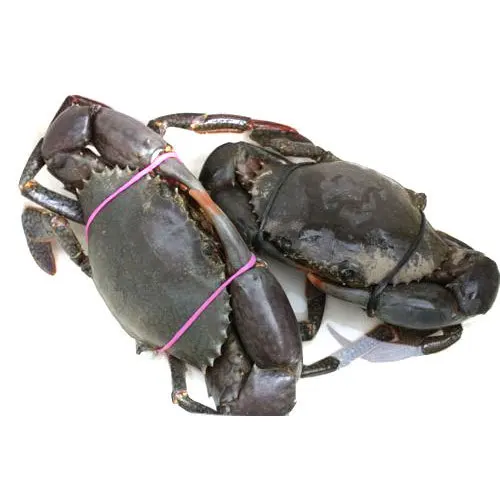 Live Mud Crab