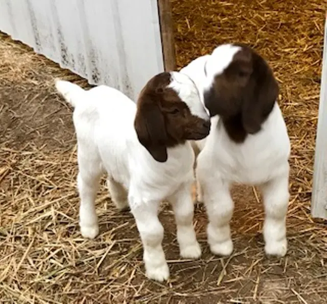 BOER GOATS