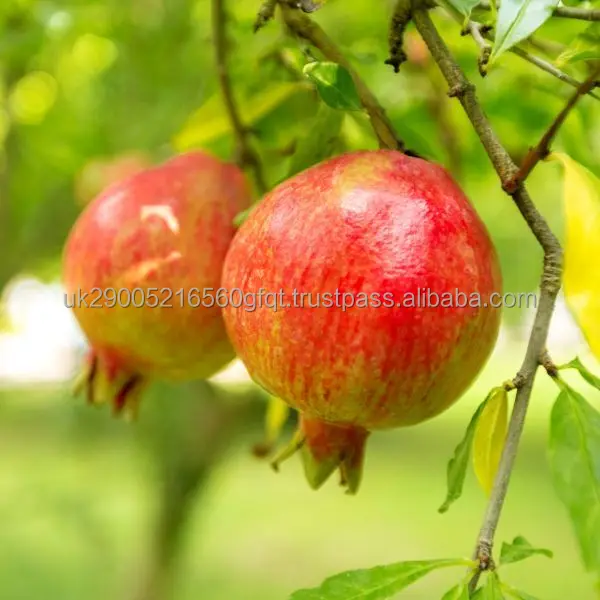 sweet-pomegranate-fruit.jpg