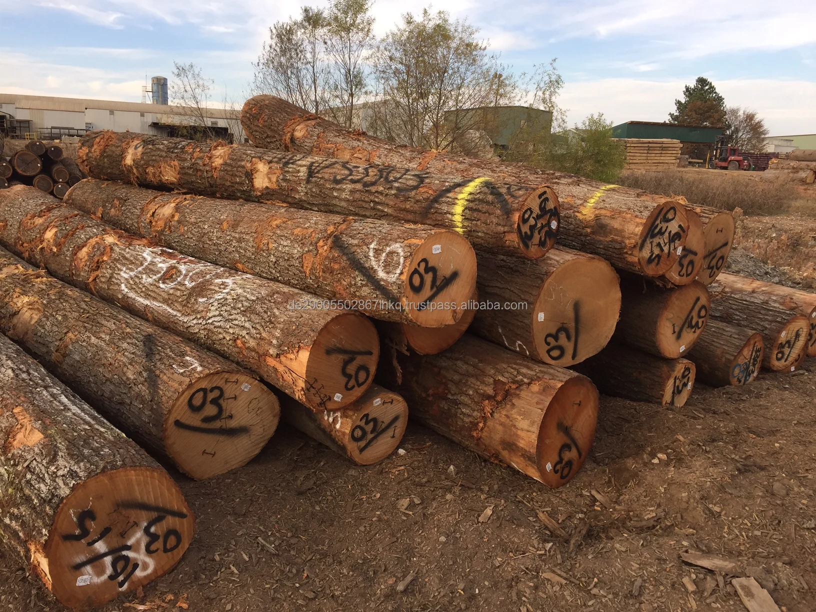 Saw Logs Oak A/b/c 30 Mm X 200 Mm Buy Oak Logs For Sale,European Oak