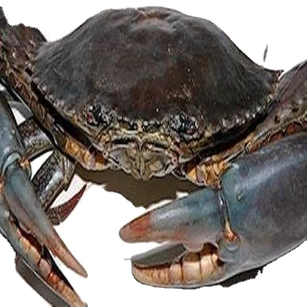 Живой грязевой краб (мужской/женский) краб-scylla