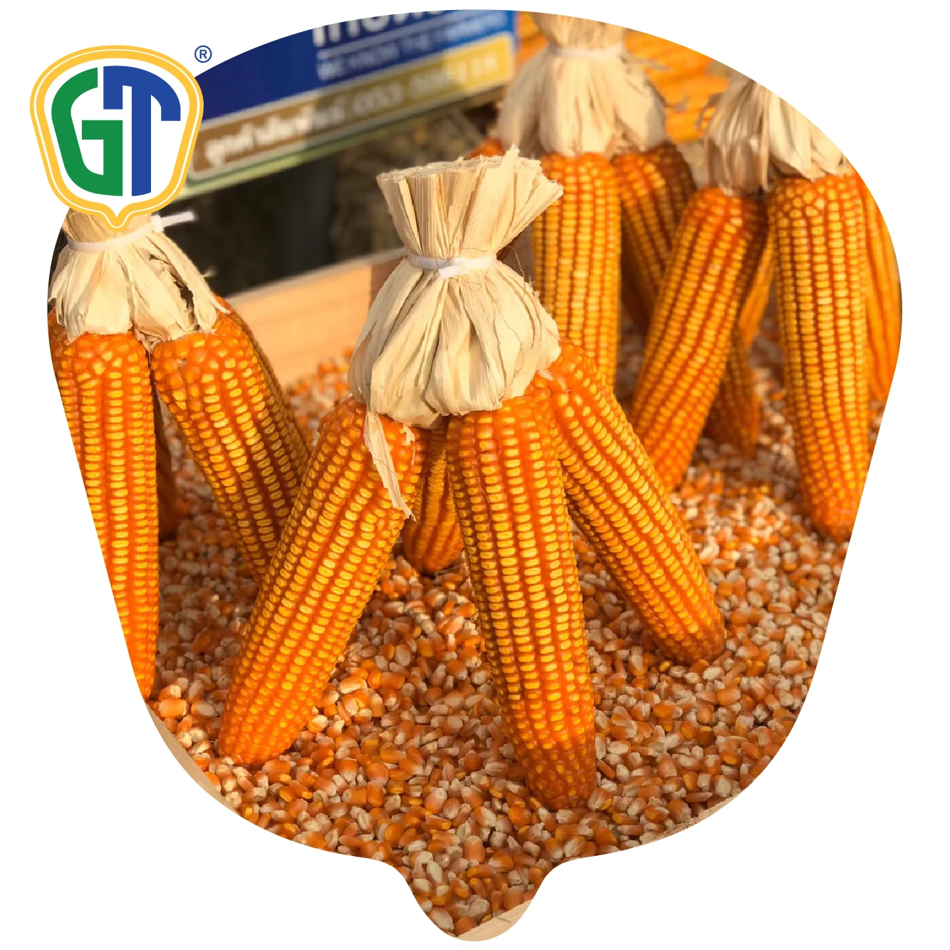 Agricultural Thailand Sweet Deep Orange Red Hybrid Corn Seeds Gt2 With Top Grade Quality Buy Hybrid Maize Seeds Corn Seed Hybrid Agriculture Vegetable Seeds Product On Alibaba Com