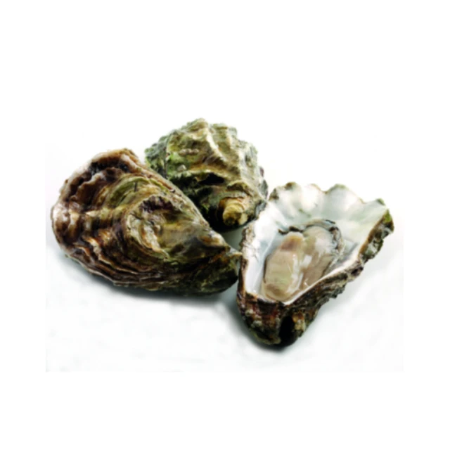 Оптовая продажа, замороженные морепродукты Oysters, свежие целые оболочки, хорошие устрицы, Мгновенная доставка