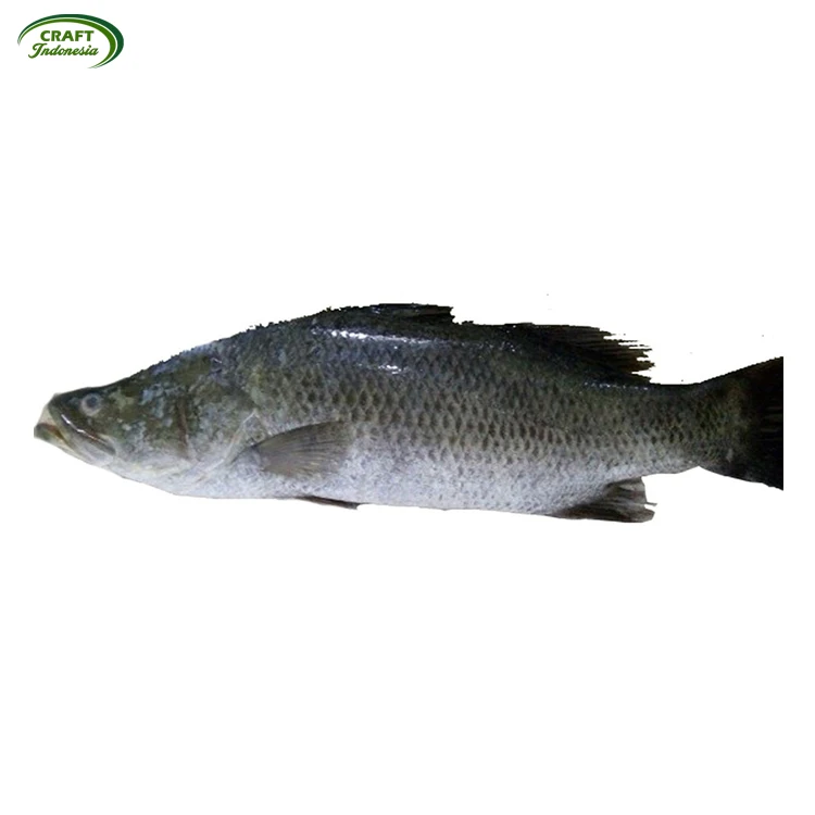 Wholesale Supply Great Taste Seafood Barramundi Fish Frozen Fillet Buy Barramundi Fillet Frozen Barramundi Fish Barramundi Fillets Price Product On Alibaba Com